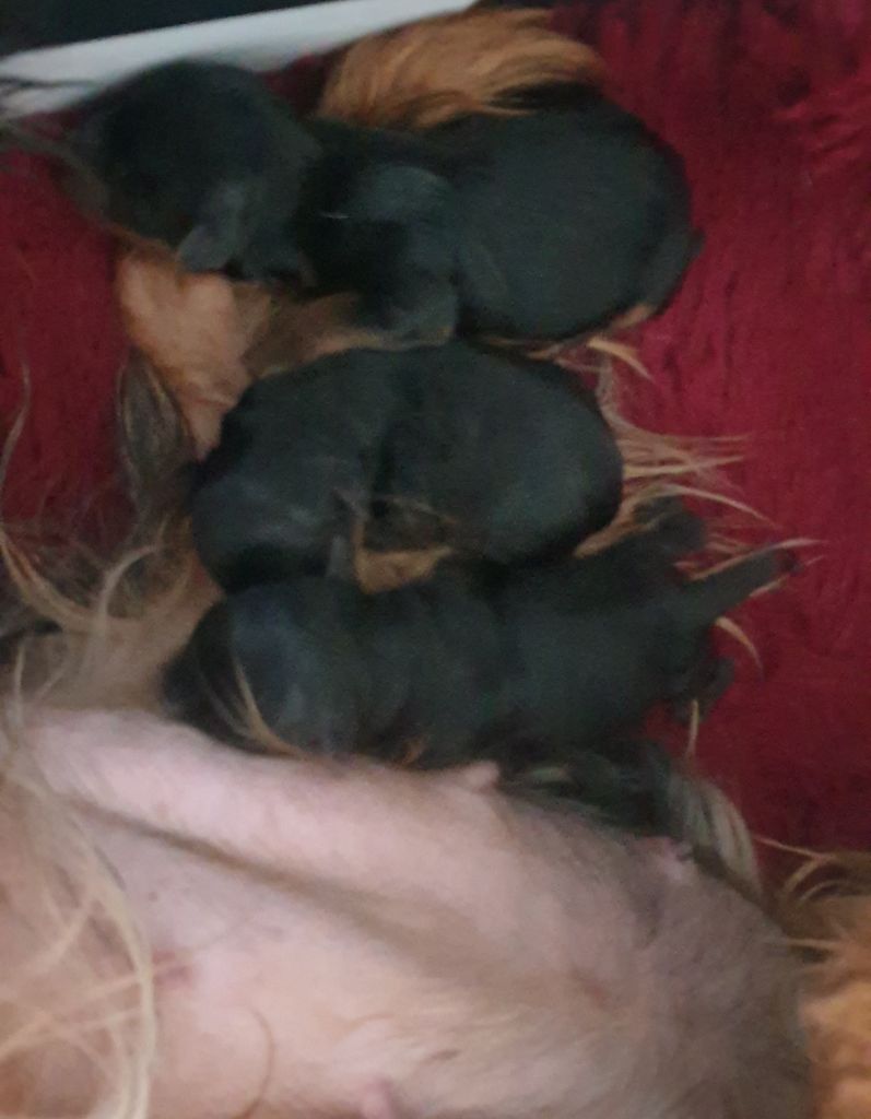 Naissance 