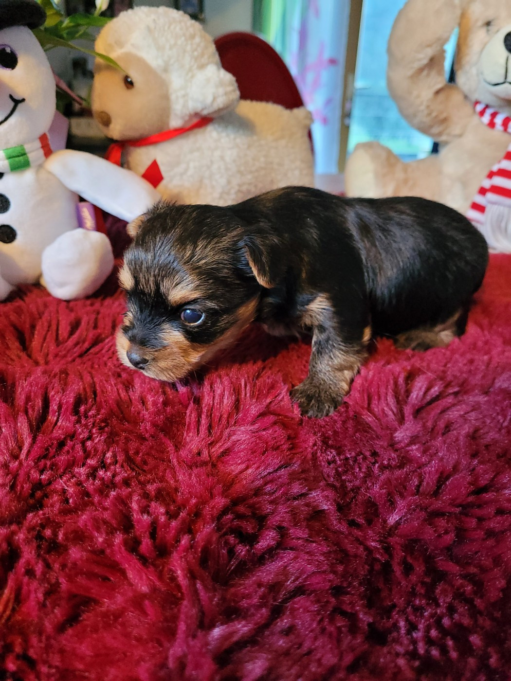 De La Lionne Des Neiges - Chiots disponibles - Yorkshire Terrier
