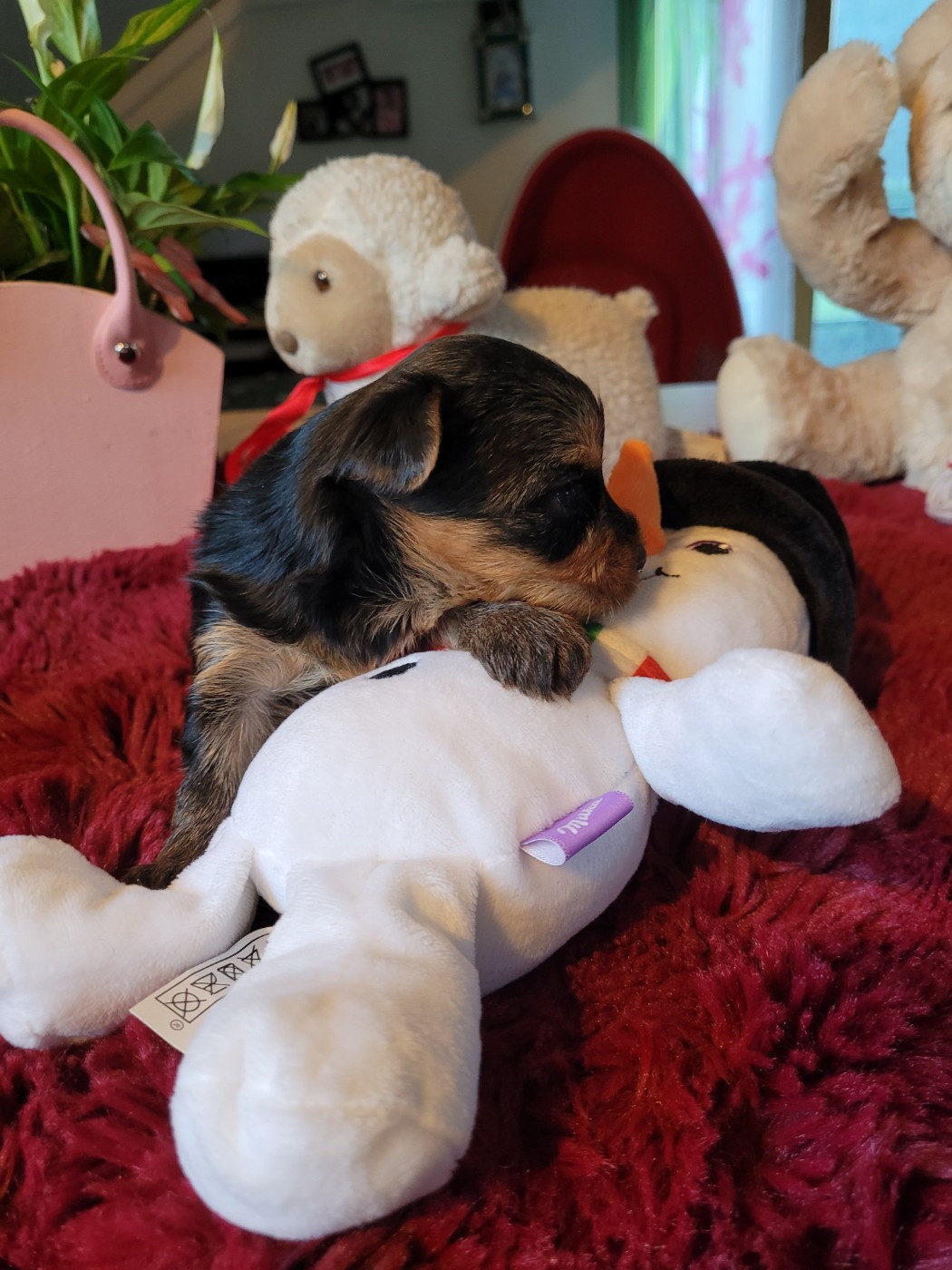 De La Lionne Des Neiges - Chiots disponibles - Yorkshire Terrier