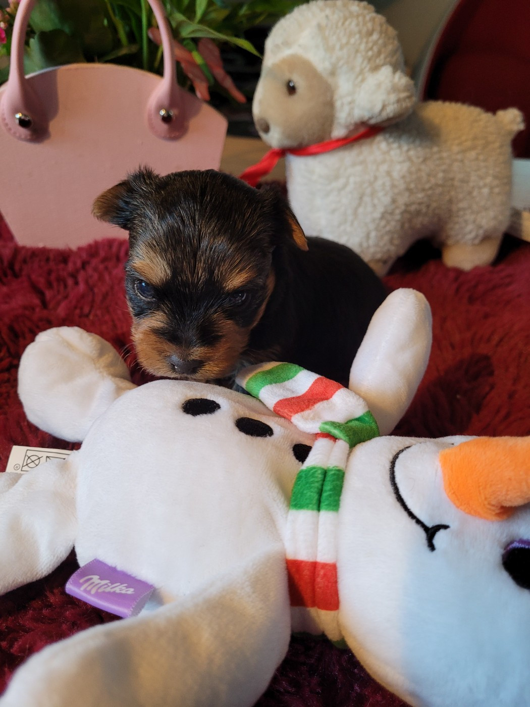 De La Lionne Des Neiges - Chiots disponibles - Yorkshire Terrier
