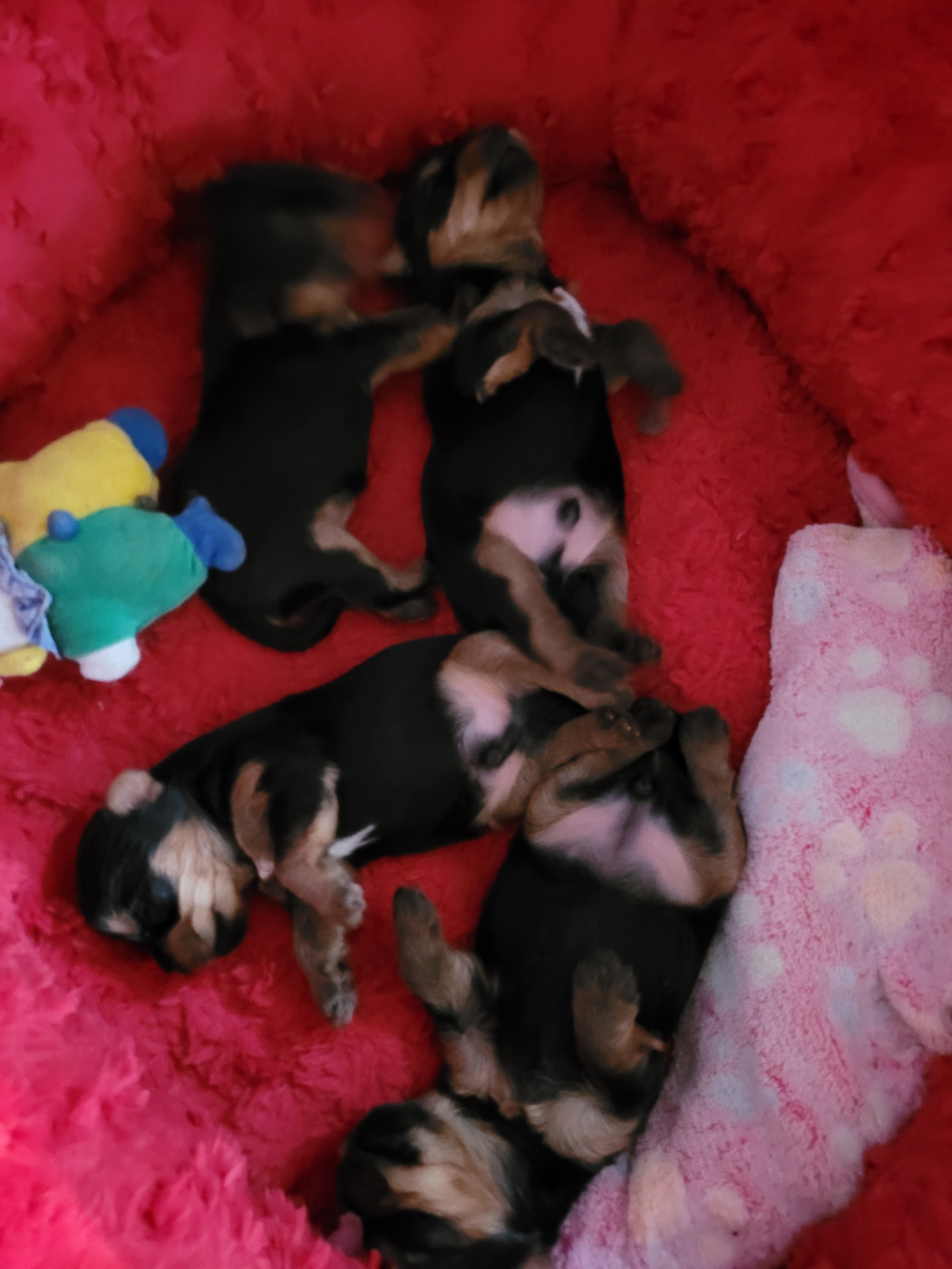 Chiot Yorkshire Terrier De La Lionne Des Neiges