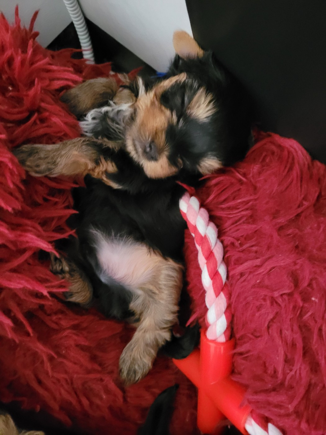 De La Lionne Des Neiges - Chiots disponibles - Yorkshire Terrier