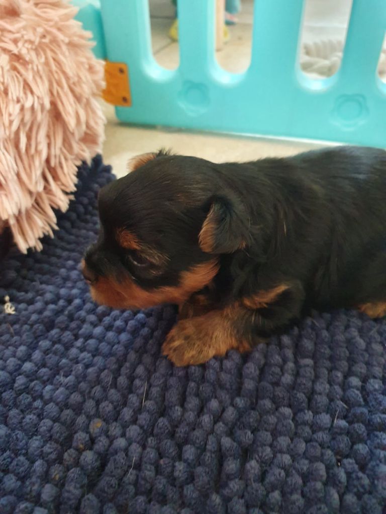 De La Lionne Des Neiges - Chiots disponibles - Yorkshire Terrier